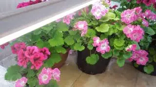 Королевская  пелоргония  (Bermuda Rose)