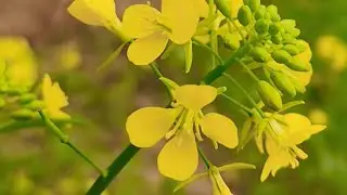 🥰🥰🥰🥰🥰🌼🌻🌻🌻🌻🌻🌕🌻🌻🌻