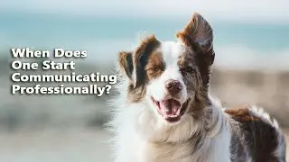 Animal Communication Basics : When Does One Start Communicating Professionally?