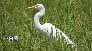 中白鹭