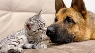 German Shepherd Dog Shows his Love for the Kitten
