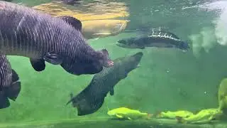 Transform Your Space: Amazing Large Arowana Fish Tank Ideas for Every Fish Enthusiast!