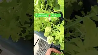 Strawberries 🍓 #aaravsworld #mint #pudina #strawberry #methi #potato #bhindi #shorts #kitchengarden