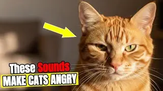 6 Things You Say That Break Your Cat&rsquo;s Heart