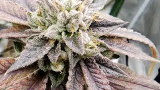 #SFgrow #spiderfarmer SE5000 Indoor Cannabis Grow 🕷🎤4X4 Spider Web 🕸 Week9 🍒👌🏿Spider Drip 🧊We Done👍🏿