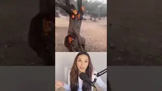 This Tree Is On Fire&hellip; But Only Inside 😳🔥