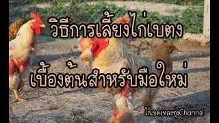 แนะนำวิธีการเลี้ยงไก่เบตง สำหรับผู้เริ่มต้นเลี้ยงไก่เบตง  #ไก่เบตงหลงทุ่งChannel