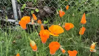Making Pollinator Homes