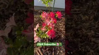 Beautiful Azalea Flowers Spring 2023 #art #plants #azaleas
