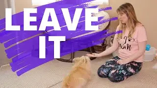 Leave It Cue For Dogs | Beginner Dog Training Series