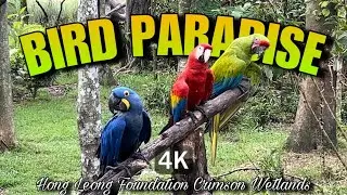 4K Hong Leong Foundation Crimson Wetlands | BIRD PARADISE 2024 - World&rsquo;s brilliantly coloured birds!