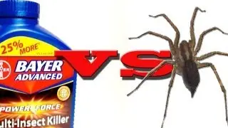 Spiders Vs. Bayer Advanced Power Force Multi-Insect Killer