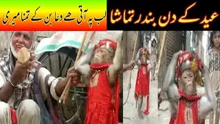 Bandar ka tamasha  Sargodha pakistan. Monkey Dance in Pakistan.