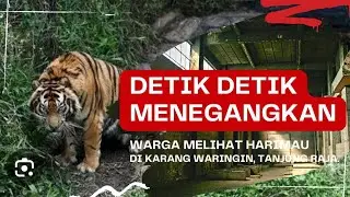 Detik-Detik Menegangkan! Warga Saksi Langsung Kemunculan Harimau #Harimau #Kesaksian #DetikMencekam