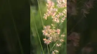 Nature Grass Summer - Natural Beauty Scene | #shortsNature Grass Summer