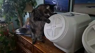 Fluffy unscrews the lid to steal food! #cat #catburglar #clever #thief #stolen #food #funny #cute 