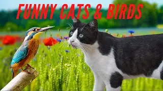 Did you know that BIRDS CAN BE EVEN FUNNIER THAN CATS - Funny ANIMAL Compilation