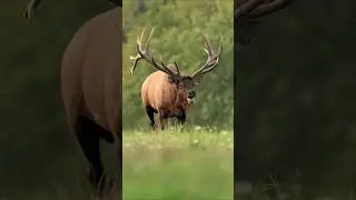 Huge bull elk bugling during the rut season