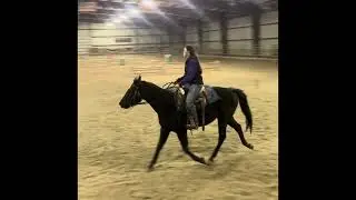 Consignment: Tex 3 year old quarter gelding 