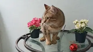 Time Machine Cats !!!! Longest Daily Cat's Story