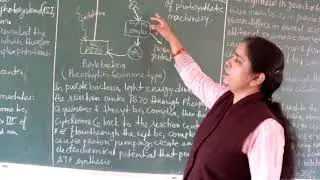 Bacterial photosynthesis (Eng)