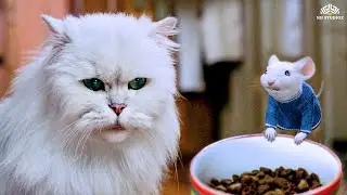 Snowbell क्या हम नये सिरे दोस्ती कर सकते हैं पुराणी बातें भूल कर- Stuart Little Movie Best Scene