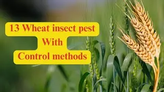 Protect Your Wheat Crops: A Comprehensive Guide to Identifying and Controlling 13 Common Pests