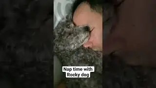 Sleeping dog, nap time with Rocky dog