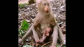 Good Mummy! Not only feeding milk but mom also grooming her baby too