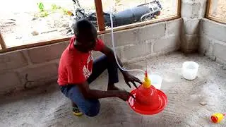 Poultry Pen Bell Drinkers