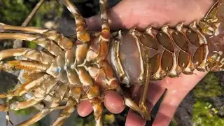 Diving to catch squid, eel, shrimp, big crab, fish lobster, Octopus, stingray, snail / Seafood 2026