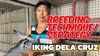 BREEDING TECHNIQUE AND STRATEGY. “IKING DELA CRUZ” LAST PART