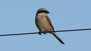 Shrike shrikes сорокопут