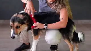 Como ajustar a PEITORAL ANTI-PUXÃO? | Adestramento Online | Cão Guardião