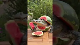 What?! There's a crocodile in the watermelon?!!