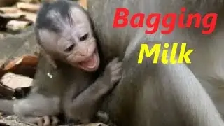 Poor Baby Alba Crying & Screaming Loudly Bagging Milk Feeding | Baby So Hungry | Monkey Crying