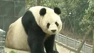 Giant Panda Mom Trained to Feed Three Cubs