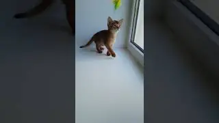 Abyssinian Ruddy Kitten Named Fiksik