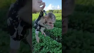 Luci Looks So Adorable. #shortsvideo  #monkey  #animals