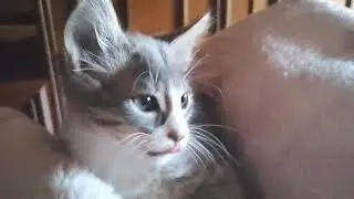 القط بيج (Big) الصغير اللعب والحيوية الجزء الثالث