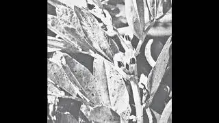 INIT - Half Baked