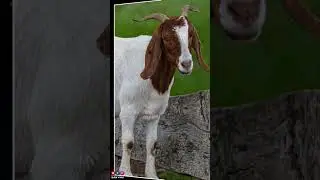 Bakra eid 2023 | Eid ul adha mubarak | Bakra eid special | Eid ul adha status video 2023 | bakra eid