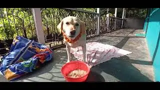 celebrating kukur tihar (dog's festival)# Gorkha community#SL