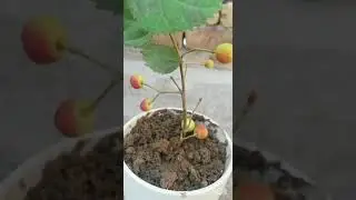 falsa berry farming #shorts