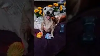 Spikkels fly with the Angels 😇#memories #grieving #sad #doggielife #dog #pets #shorts #music #love