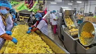 Inside the World&rsquo;s Largest Potato Chip Factory: Modern Mass Production