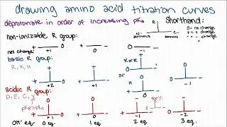 Quick guide to interpreting and drawing amino acid titration curves