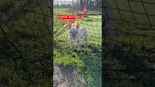 French bulldog puppy need help he&rsquo;s trap on the net #puppy #dog #pets #frenchbulldog #dogshorts