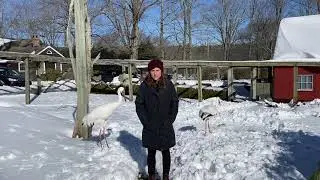 Meet the Siberian Cranes!