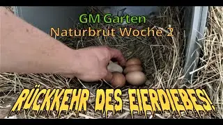 Die Rückkehr des Eierdiebes! Naturbrut Update Woche 2!
